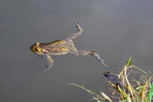 groot kikker zwemmen in de vijver foto