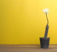 pot van echinopsis mirabilis cactus met wit bloem tegen geel achtergrond foto