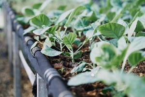 vrouwelijke boer die vroeg op de boerderij werkt met een houten mand met verse groenten en tablet foto