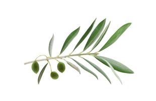 vers olijf- Afdeling bladeren en olijf- fruit geïsoleerd Aan wit achtergrond foto