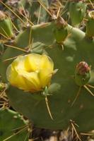 dichtbij omhoog van een cactus met een groot geel bloem foto