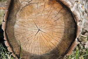 dichtbij omhoog van een boom romp met sommige scheuren foto