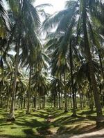 kokosnoot boerderij, Chumphon provincie, Thailand. foto