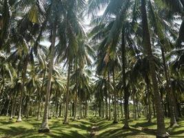 kokosnoot boerderij, Chumphon provincie, Thailand. foto