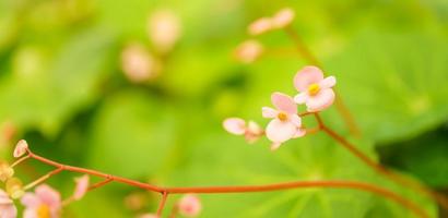 detailopname van roze Purper bloem onder zonlicht met groen blad natuur achtergrond met kopiëren ruimte gebruik makend van net zo achtergrond natuurlijk planten landschap, ecologie behang Hoes bladzijde concept. foto