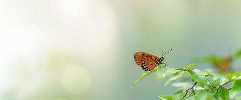 natuur visie van mooi oranje vlinder Aan groen blad natuur wazig achtergrond in tuin met kopiëren ruimte gebruik makend van net zo achtergrond insect, natuurlijk landschap, ecologie, vers Hoes bladzijde concept. foto