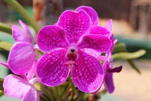 reizen naar Chiang Mai, Thailand. de bloem van de roze orchideeën Aan de Afdeling. foto