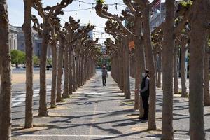 redactioneel inhoud Engels plataan bomen san francisco 4-10-2022 foto