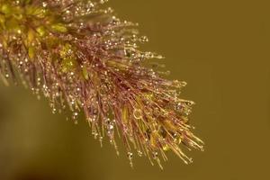 spannend macro van dauw druppels Aan blad van gras foto