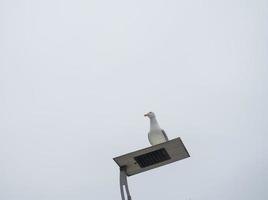 zeemeeuw Aan de lantaarn. modern straat lamp. foto