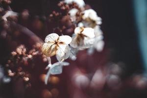 een droog bloem boom in winter, detailopname van wit bloemen, droog bloemen achtergrond foto