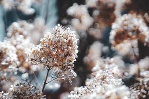 een droog bloem boom in winter, detailopname van wit bloemen, droog bloemen achtergrond foto