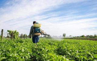 boer met een de nevel sproeier wandelingen door boerderij veld. bescherming van gecultiveerd planten van insecten en schimmel infecties. landbouw groeit groenten. gebruik van Chemicaliën voor Bijsnijden bescherming in landbouw foto