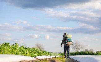 een boer met een vergiftigen sproeier wandelingen aan de overkant de plantage veld. bescherming van gecultiveerd planten van insecten en schimmel infecties. gebruik van Chemicaliën voor Bijsnijden bescherming. landbouw groeit groenten foto