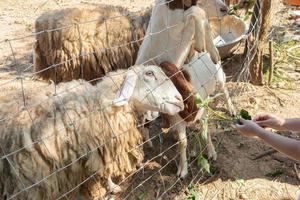 voeden schapen met vers groen gras in boerderij foto
