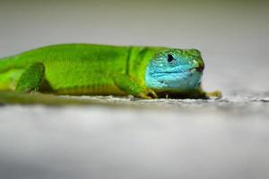 mannetje groen hagedis met blauw hoofd foto