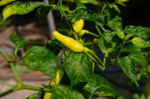 vruchtlichamen Chili planten. Chili planten in de tuin gedurende de dag foto