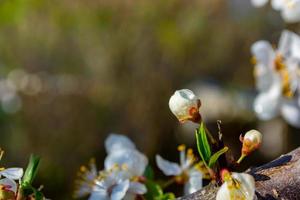 Pruim bloem knop gedekt met dauw druppels. foto