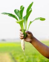 landbouwer boer handen Holding groot rauw oogsten wit daikon vers boerderij groenten herfst oogst en gezond biologisch voedsel concept dichtbij omhoog met selectief focus foto