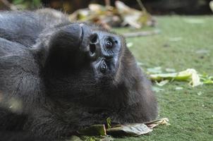 sterke volwassen zwarte gorilla foto
