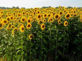 zonnebloem veld- in de zomer foto
