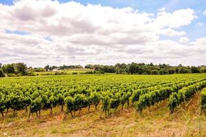 landschap in de zomer foto