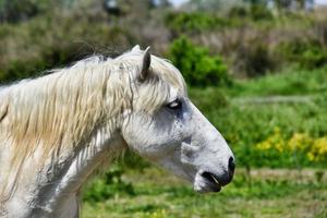 wit paard portret foto