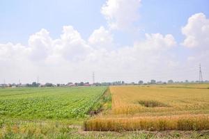 landschap in de zomer foto