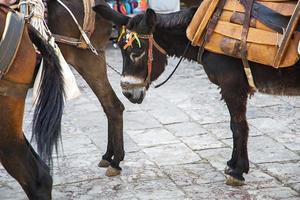 visie Bij paarden foto