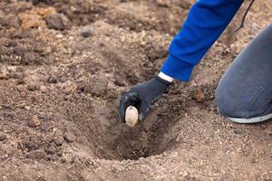 werkwijze van zaaien aardappel knollen in de grond foto