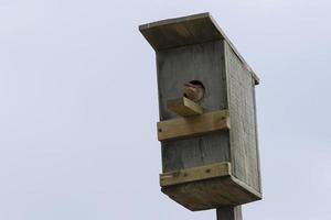 vogel zittend in een vogelhuisje. foto