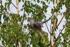 gemeenschappelijk koekoek cuculus canorus zittend Aan de Afdeling van een berk. wild vogel in een natuurlijk leefgebied foto