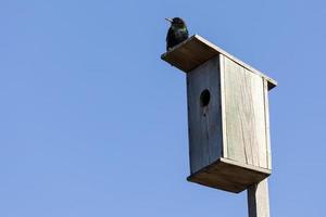 spreeuw zittend Aan een vogelhuisje foto