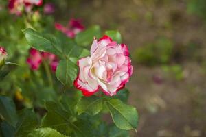 mooi en helder rozen toenemen in een bloem bed in de park. nemen een wandelen in de park Aan een zomer dag en kijken Bij de mooi bloemen. selectief focus, bloemen behang. foto