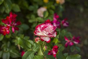 mooi en helder rozen toenemen in een bloem bed in de park. nemen een wandelen in de park Aan een zomer dag en kijken Bij de mooi bloemen. selectief focus, bloemen behang. foto