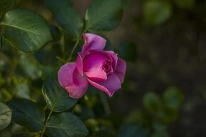 mooi en helder rozen toenemen in een bloem bed in de park. nemen een wandelen in de park Aan een zomer dag en kijken Bij de mooi bloemen. selectief focus, bloemen behang. foto