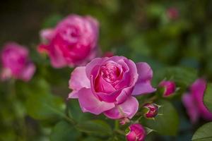 mooi en helder rozen toenemen in een bloem bed in de park. nemen een wandelen in de park Aan een zomer dag en kijken Bij de mooi bloemen. selectief focus, bloemen behang. foto