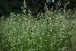 pluizig oren toenemen Aan een bloem bed in de park. nemen een wandelen in de park Aan een zomer dag en kijken Bij de mooi planten. selectief focus, bloemen behang foto