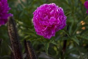 mooi en helder pioenen toenemen in een bloem bed in de park. nemen een wandelen in de park Aan een zomer dag en kijken Bij de mooi bloemen. selectief focus, bloemen behang. foto