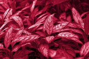 bloem bed met aglaonema zilver koning in de voorjaar tuin. de tropisch fabriek aglaonema zilver baai of zilver koning, ook bekend net zo Chinese evergreens foto