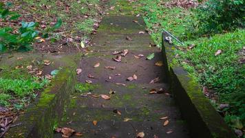 bemost beton stappen met gedaald bladeren foto