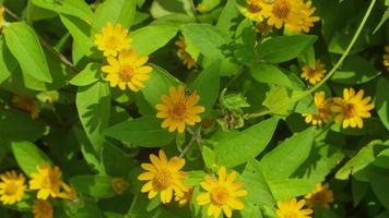 mooi en verbijsterend goud medaillon bloemen foto