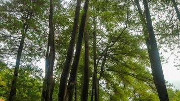 de mooi pijnboom boom gezien van hieronder foto