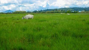 koeien aan het eten in de midden- van groen gras foto