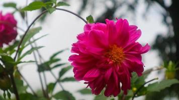 mooi en verbijsterend roze dahlia pinata bloem foto