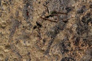 gedetailleerd dichtbij omhoog visie Aan een bruin zand grond structuur foto