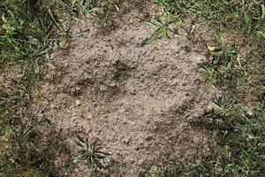 gedetailleerd dichtbij omhoog visie Aan een bruin zand grond structuur foto