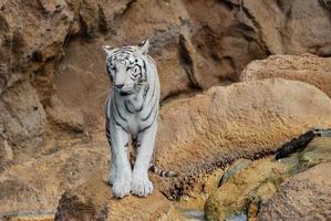 wit tijger in een dierentuin foto