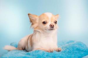 een schattig langharig wit en rood chihuahua hond is aan het liegen Aan een blauw bank. een hond Aan een blauw achtergrond. foto