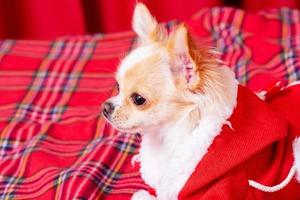 een mini chihuahua hond in santa's kleren leugens Aan een rood geruit deken. langharig chihuahua. foto